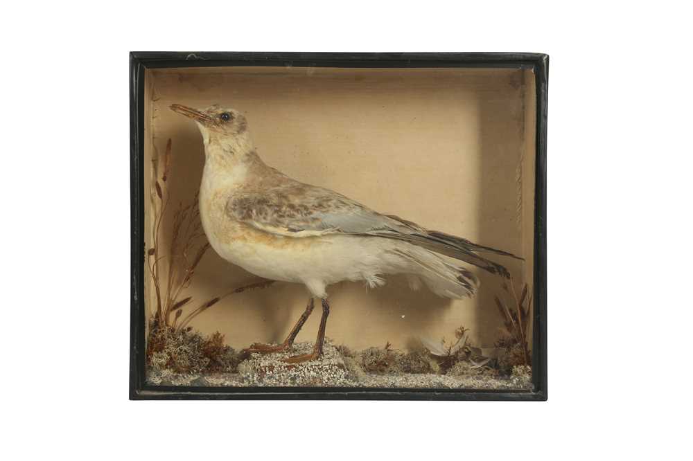 TAXIDERMY: A BLACK HEADED GULL, 19TH CENTURY