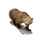 TAXIDERMY: GRIZZLY BROWN BEAR (URSUS ARCTOS), LATE 19TH CENTURY, FULL MOUNT ON ALL FOURS