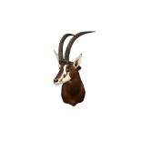 TAXIDERMY: SOUTHERN SABLE ANTELOPE( HIPPOTRAGUS NIGER NIGER)