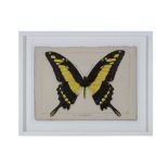 EVI ANTONIO (BRITISH): A TROMPE L'OEIL DIGITAL ARTWORK OF A KING'S SWALLOWTAIL BUTTERFLY