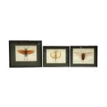 TAXIDERMY/ ENTOMOLOGY: THREE WINGED INSECTS IN GLAZED DISPLAY CASES