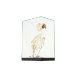 THE SKELETON OF AN AMAZON PARROT IN A GLASS CASE