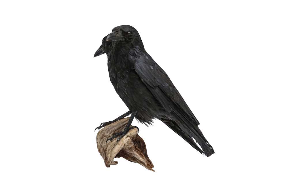 TAXIDERMY: A TWO-HEADED CROW - Image 3 of 4
