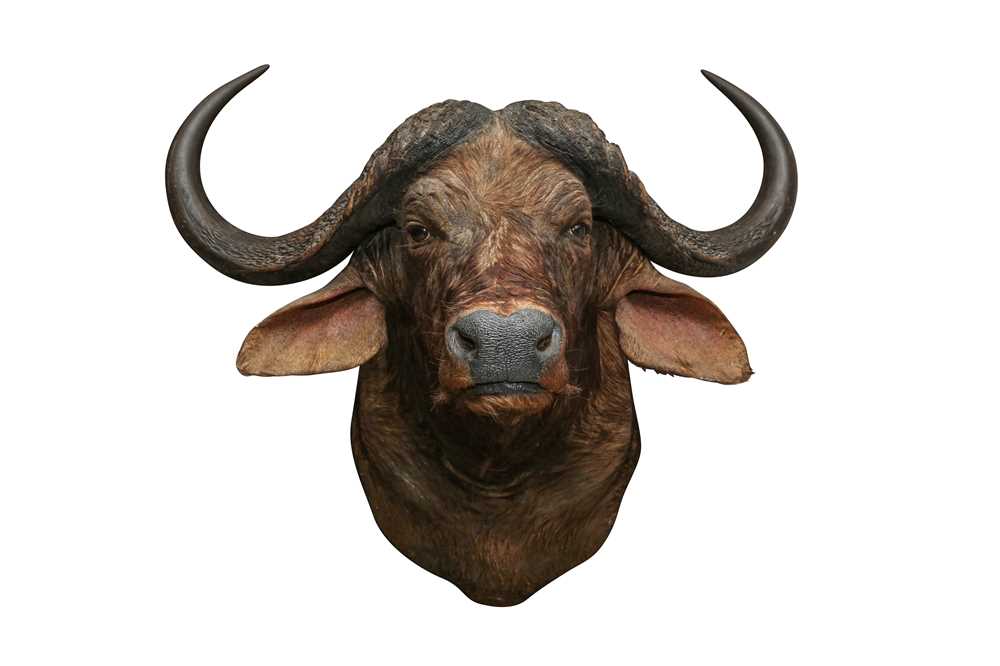 TAXIDERMY: AN AFRICAN CAPE BUFFALO( SYNCERUS CAFFER CAFFER) MID-LATE 20TH CENTURY - Image 2 of 3