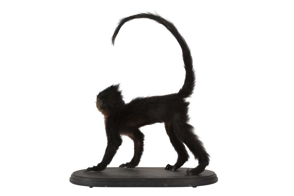 A VICTORIAN MONKEY SPECIMEN - Image 3 of 5