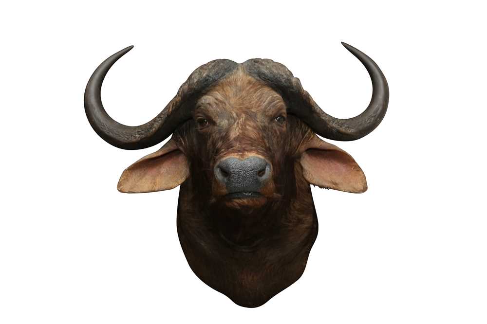 TAXIDERMY: AN AFRICAN CAPE BUFFALO( SYNCERUS CAFFER CAFFER) MID-LATE 20TH CENTURY - Image 3 of 3