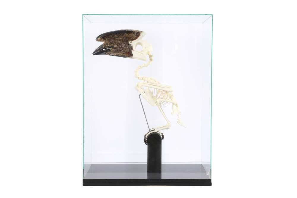 OSTEOLOGY: TRUMPETER HORNBILL (BYCANISTES BUCINATOR) SKELETON IN GLASS CASE