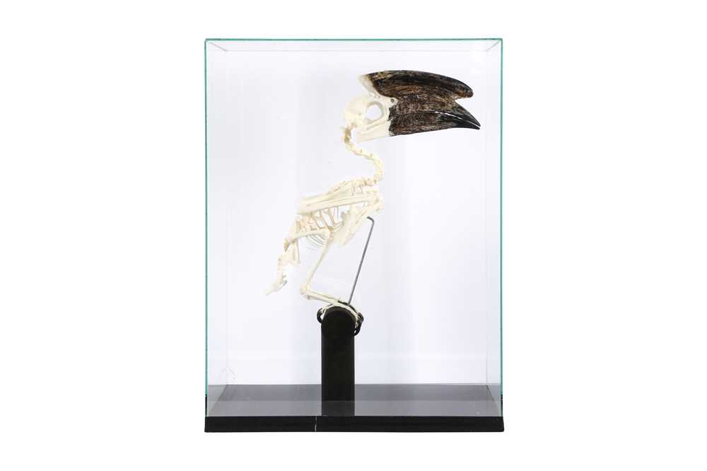 OSTEOLOGY: TRUMPETER HORNBILL (BYCANISTES BUCINATOR) SKELETON IN GLASS CASE - Image 3 of 3