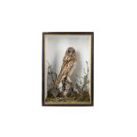 A VICTORIAN TAXIDERMY SHORT EARED OWL