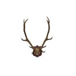 TAXIDERMY: A PAIR OF RED STAG ANTLERS