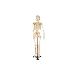 A 20TH CENTURY RESIN TEACHING MODEL OF A HUMAN SKELETON