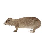 TAXIDERMY: BUSH HYRAX(HETEROHYRAX BRUCEI)