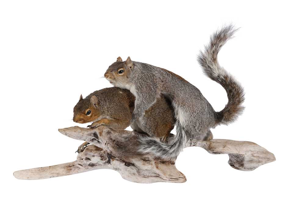 TAXIDERMY: 'AMOROUS SQUIRRELS'