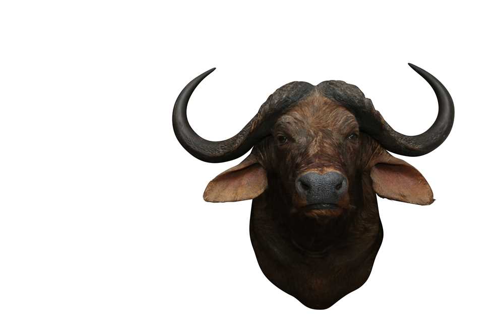 TAXIDERMY: AN AFRICAN CAPE BUFFALO( SYNCERUS CAFFER CAFFER) MID-LATE 20TH CENTURY