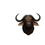 TAXIDERMY: AN AFRICAN CAPE BUFFALO( SYNCERUS CAFFER CAFFER) MID-LATE 20TH CENTURY