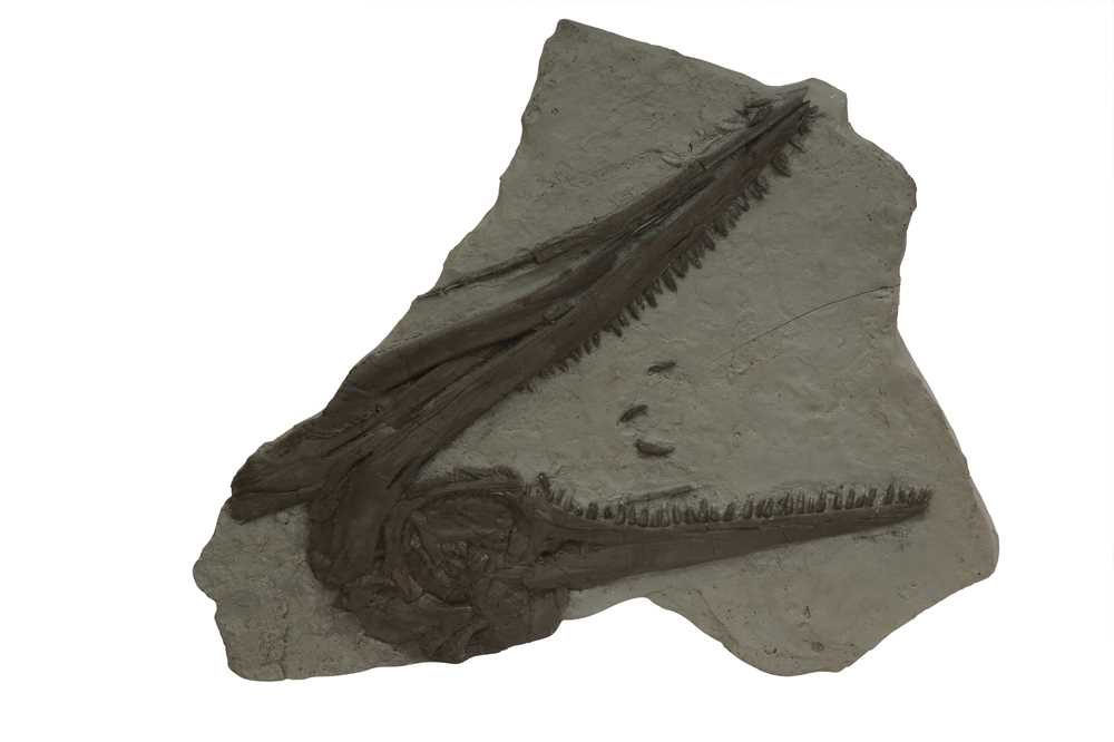 NATURAL HISTORY: CAST REPLICA ICHTHYOSAUR MARINE REPTILE SKULL FOSSIL - Image 2 of 3