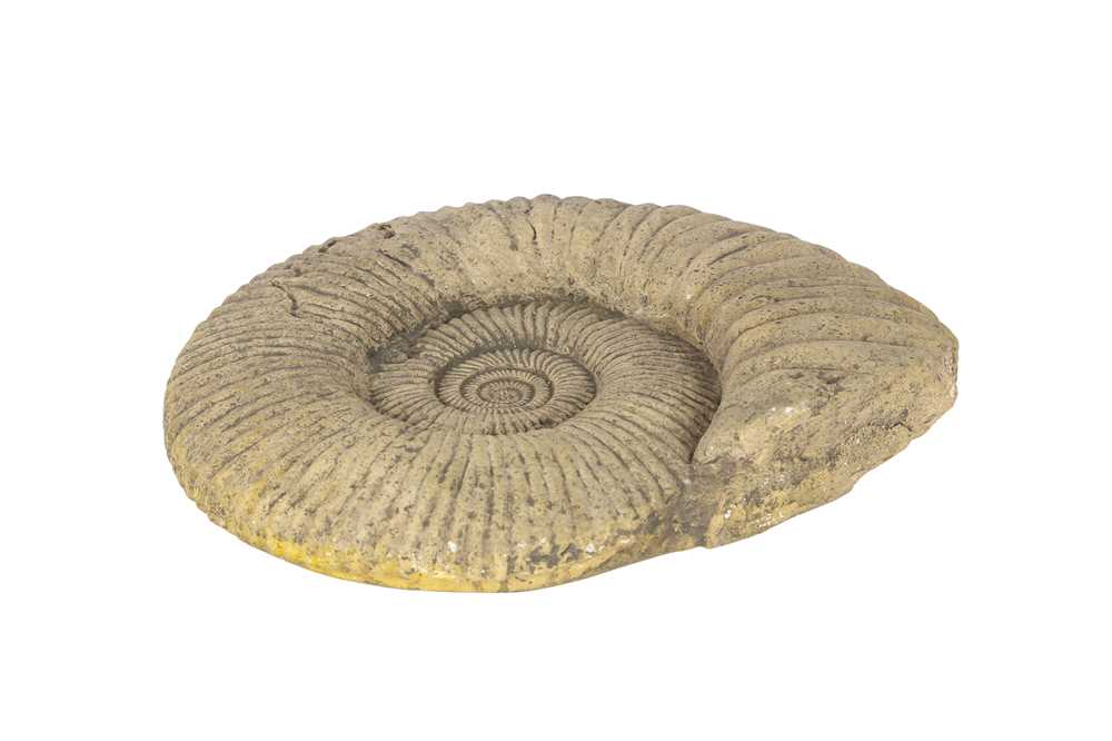 A GIANT AMMONITE FOSSIL, ALTAS MOUNTAINS, MOROCCO - Image 2 of 3