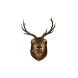 A TAXIDERMY VICTORIAN STAG'S HEAD