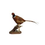 TAXIDERMY: RING-NECKED PHEASANT (PHASIANUS COLCHICUS)