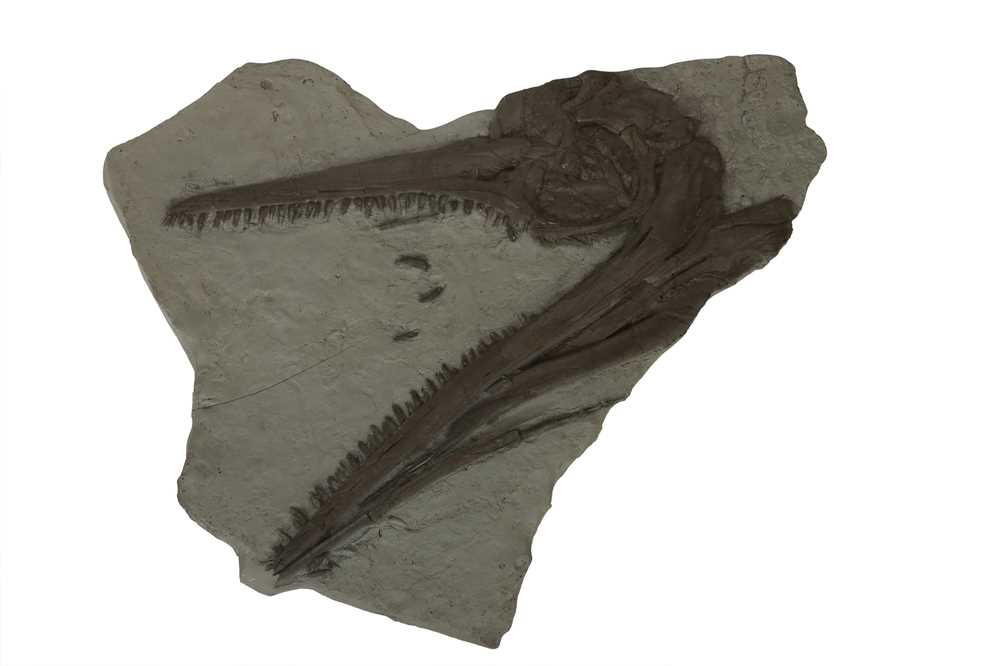 NATURAL HISTORY: CAST REPLICA ICHTHYOSAUR MARINE REPTILE SKULL FOSSIL