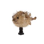 TAXIDERMY: PORCUPINE FISH, AKA PUFFERFISH OR BLOWFISH