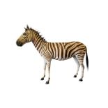 TAXIDERMY: BURCHELL'S ZEBRA (EQUUS QUAGGA BURCHELLII), LATE 20TH CENTURY