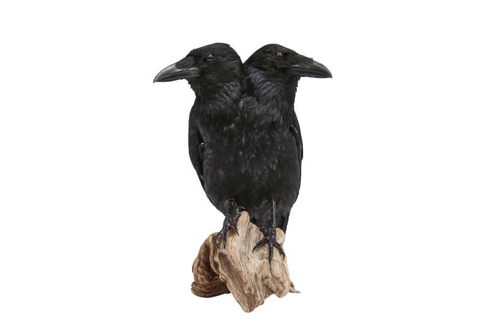 TAXIDERMY: A TWO-HEADED CROW