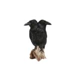 TAXIDERMY: A TWO-HEADED CROW