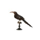 A VICTORIAN TAXIDERMY GREEN WOOD HOOPOE