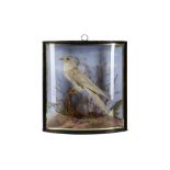 TAXIDERMY: EUROPEAN CUCKOO (CUCULUS CANORUS) IN GLASS CASE BY JOHN COOPER & SON