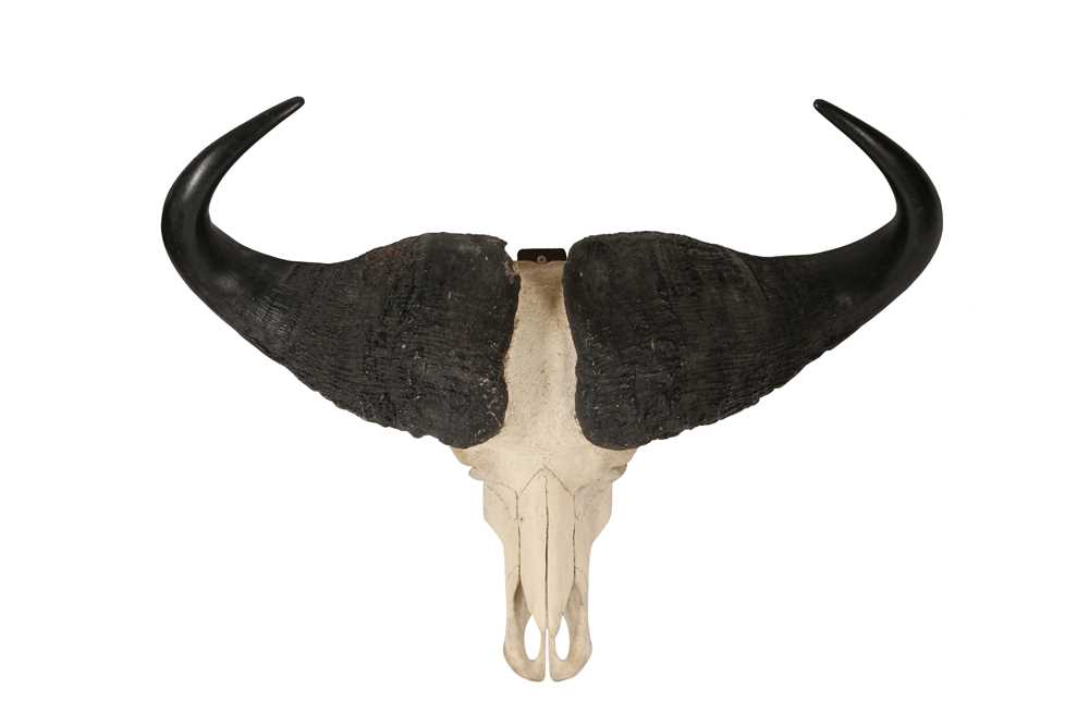 A CAPE BUFFALO (SYNCERUS CAFFER CAFFER) SKULL AND HORNS