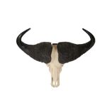 A CAPE BUFFALO (SYNCERUS CAFFER CAFFER) SKULL AND HORNS