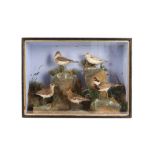 A TAXIDERMY VICTORIAN MIXED CASE OF FIVE WADING BIRDS