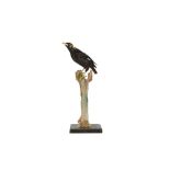 A VICTORIAN TAXIDERMY HILL MYNAH BIRD