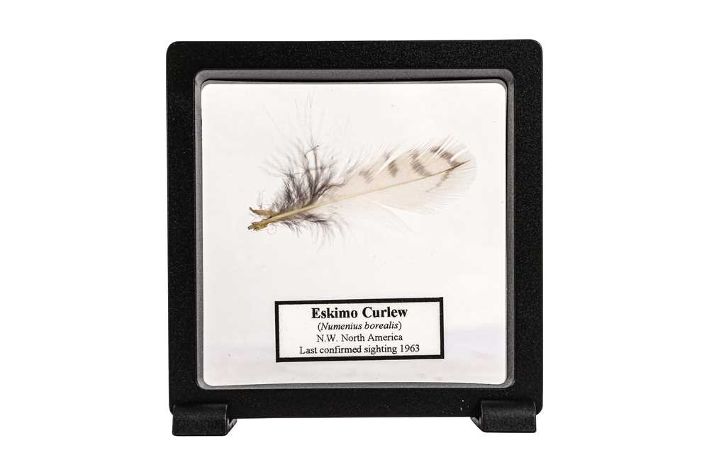 A FEATHER OF THE EXTINCT ESKIMO CURLEW