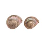 TWO 19TH CENTURY GREAT GREEN TURBAN SHELLS CARVED WITH SCENES OF WALES (TURBO MARMORATUS)