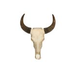 TAXIDERMY: WATER BUFFALO(BUBALUS BUBALIS) UPPER SKULL WITH HORNS