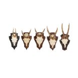 A COLLECTION OF FIVE ROE DEER ANTLERS ON SHIELDS