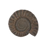 A LARGE ENGLISH AMMONITE, ARIETITES BUCKLANDI, 195 MILLION YEARS OLD