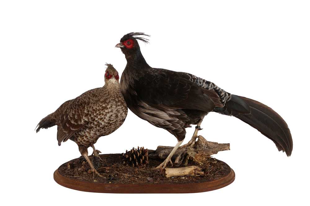 TAXIDERMY PAIR OF KALIJ PHEASANT (LOPHURA LEUCOMELANOS) LATE 20TH CENTURY