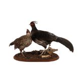 TAXIDERMY PAIR OF KALIJ PHEASANT (LOPHURA LEUCOMELANOS) LATE 20TH CENTURY