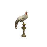 TAXIDERMY: ROOSTER (GALLUS GALLUS DOMESTICUS)