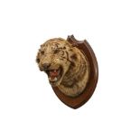 TAXIDERMY: A BENGAL TIGER (PANTHERA TIGRIS) HEAD BY THEOBOLD BROS., INDIA