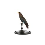 A VICTORIAN TAXIDERMY ORIENTAL DOLLAR BIRD