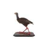 A VICTORIAN TAXIDERMY AFRICAN PURPLE SWAMP HEN