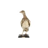 A VICTORIAN TAXIDERMY LITTLE BUSTARD