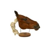 TAXIDERMY: A UNIQUE COMPARATIVE ANATOMY HORSE HEAD