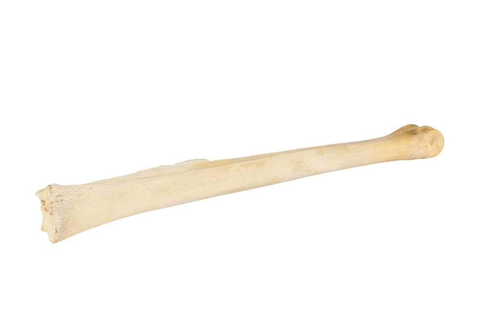 TAXIDERMY/ NATURAL HISTORY: SOUTHERN GIRAFFE( GIRAFFA GIRAFFA) LEG BONE