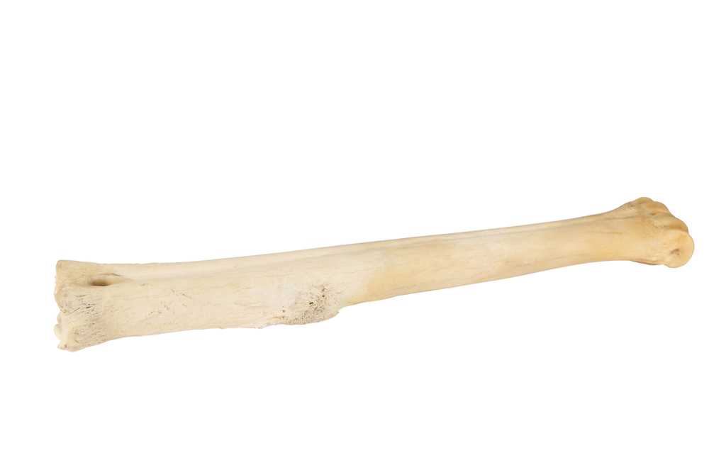 TAXIDERMY/ NATURAL HISTORY: SOUTHERN GIRAFFE( GIRAFFA GIRAFFA) LEG BONE - Image 2 of 2