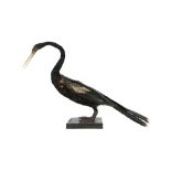 A VICTORIAN TAXIDERMY INDIAN DARTER